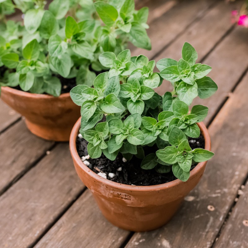 Greek Oregano Seeds (Origanum vulgare)