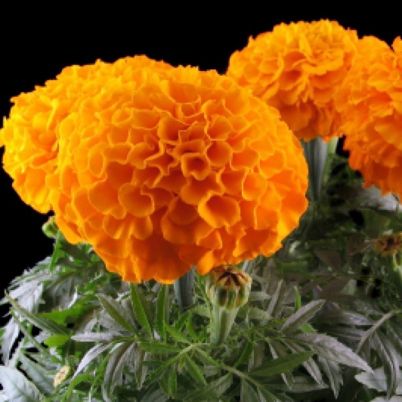 Tagetes Big Marigold Seeds