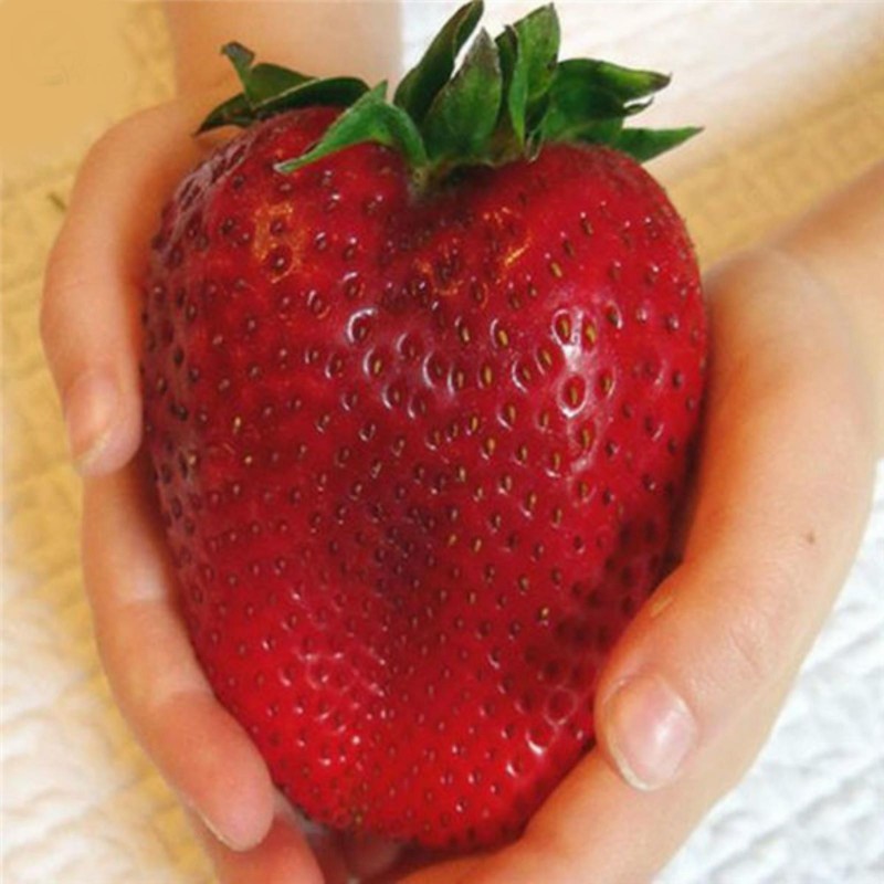 Giant strawberry seeds