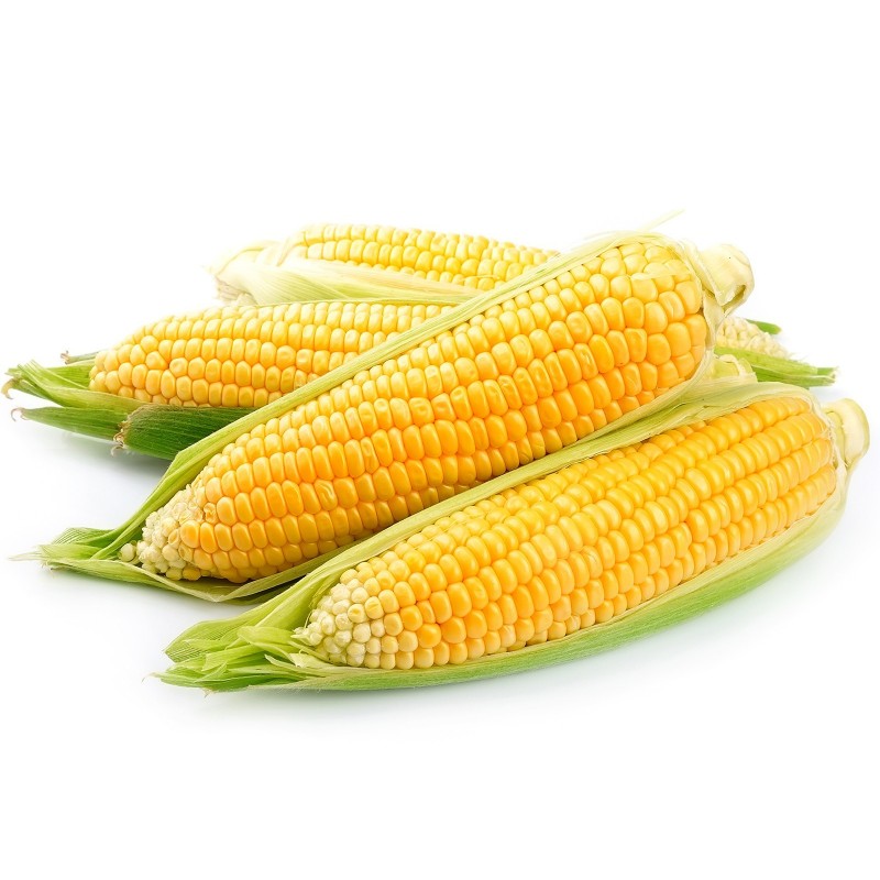 Golden Bantam Sweet Corn Seeds