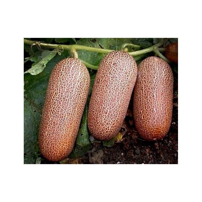 Poona Kheera Cucumber Seeds