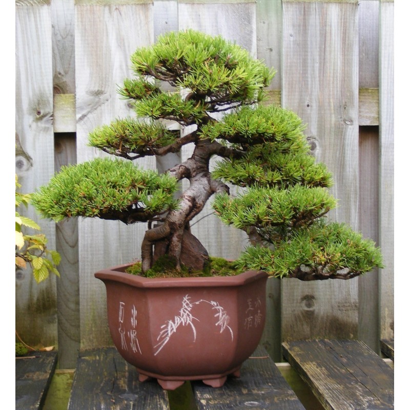 Mugo Pine Seeds Bonsai Hardy