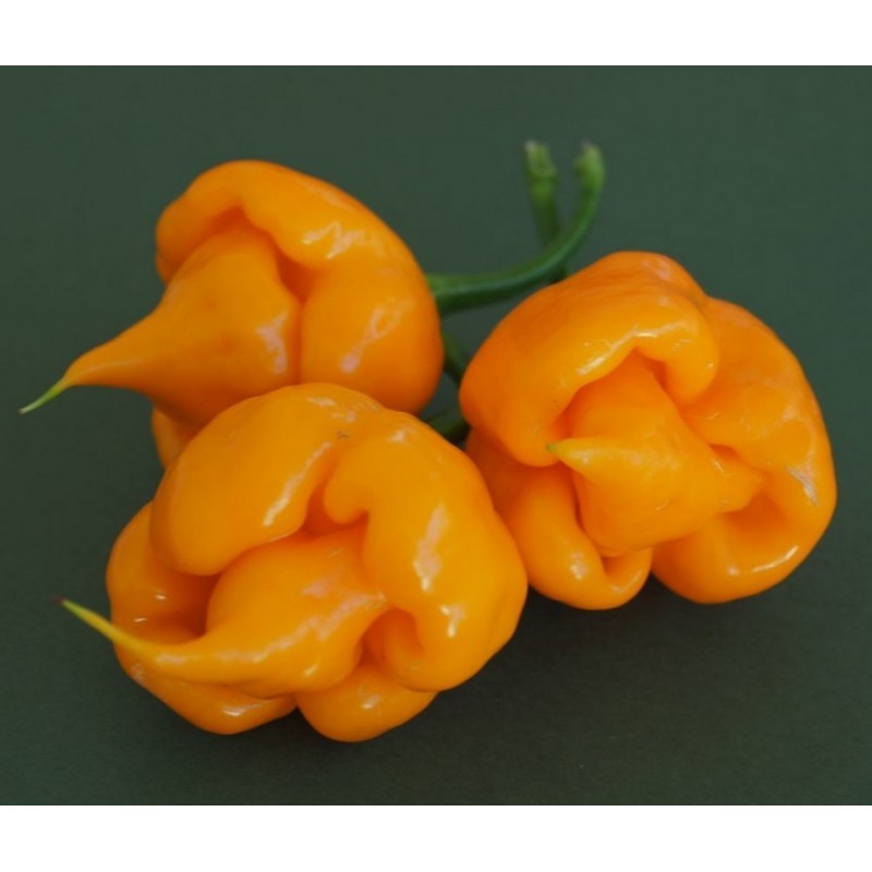 Trinidad Scorpion CARDI Seeds - RARE