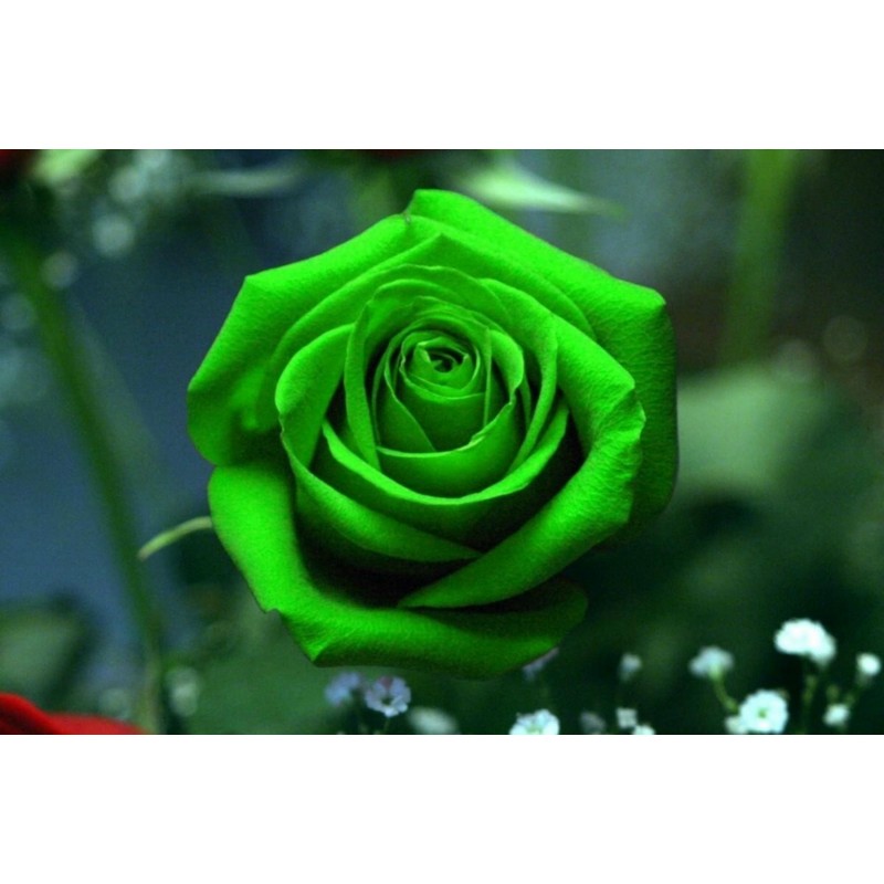 Green Rose Flower Seeds