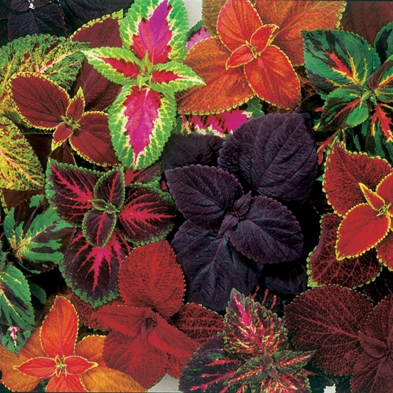 Solenostemon Seeds (coleus) Wizard Mixed Colors