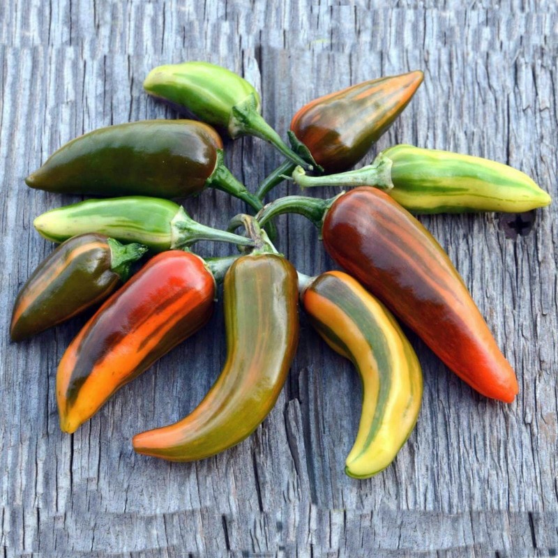 FISH Hot Chilli Pepper Seeds