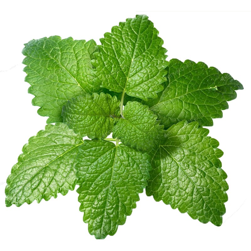 Lemon Balm Seeds (Melissa Officinalis)