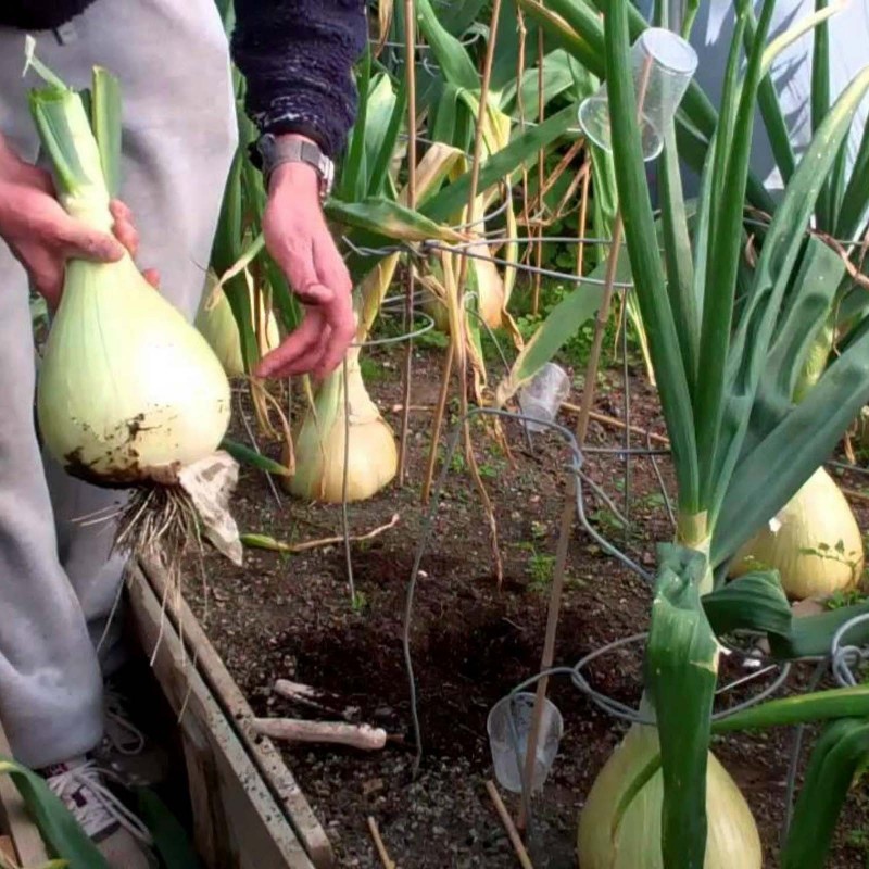 The Kelsae Giant Onion Seeds