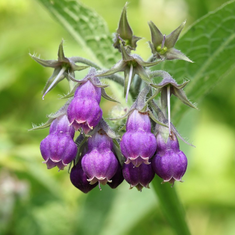 Comfrey Seeds (Symphytum officinale)