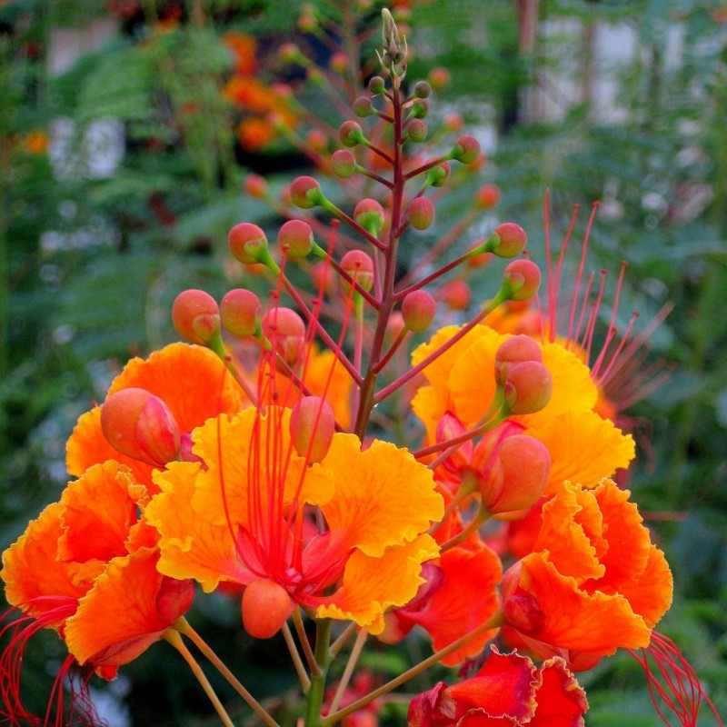 Pride of Barbados Seeds (Caesalpinia pulcherrima)