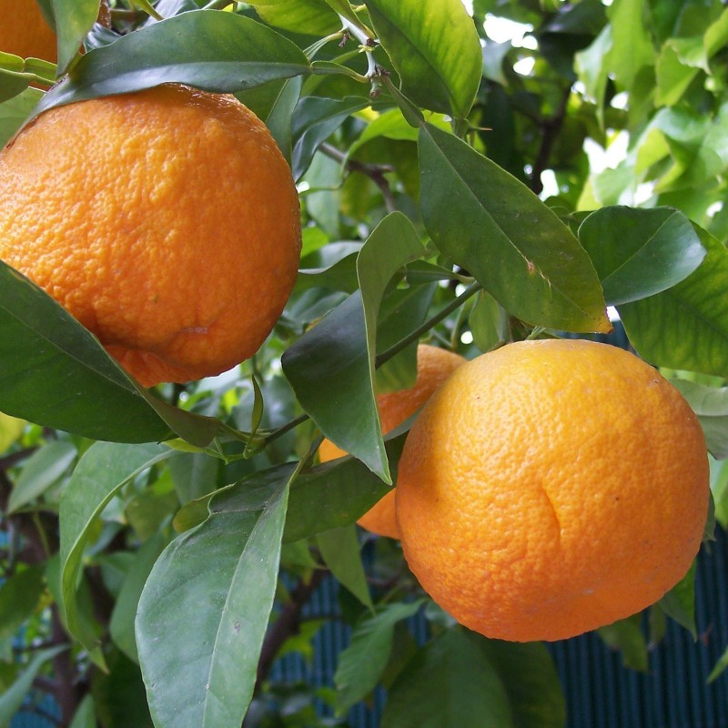 Bitter Orange Seeds (Citrus aurantium)