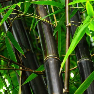 Rare Black Bamboo Seeds (Phyllostachys nigra)