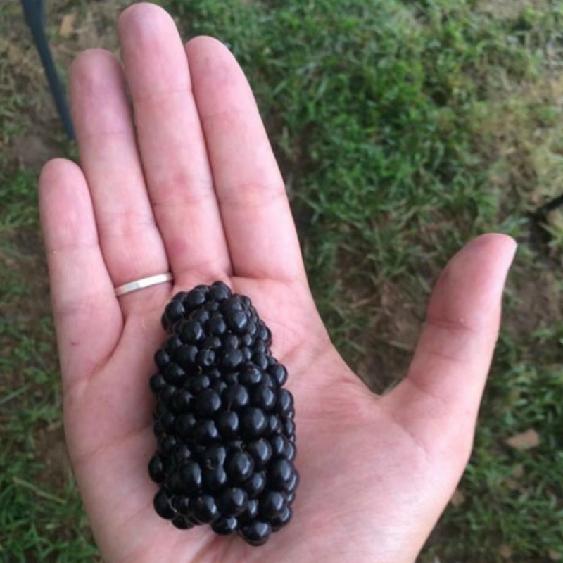 Giant Blackberry Seeds (Rubus fruticosus)