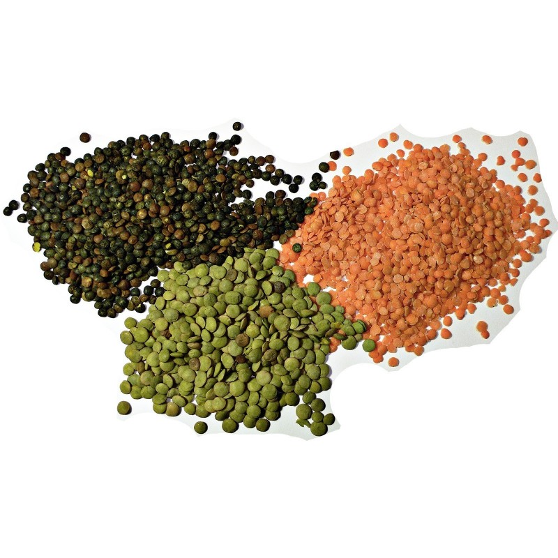 Lentil Seeds (Lens culinaris)