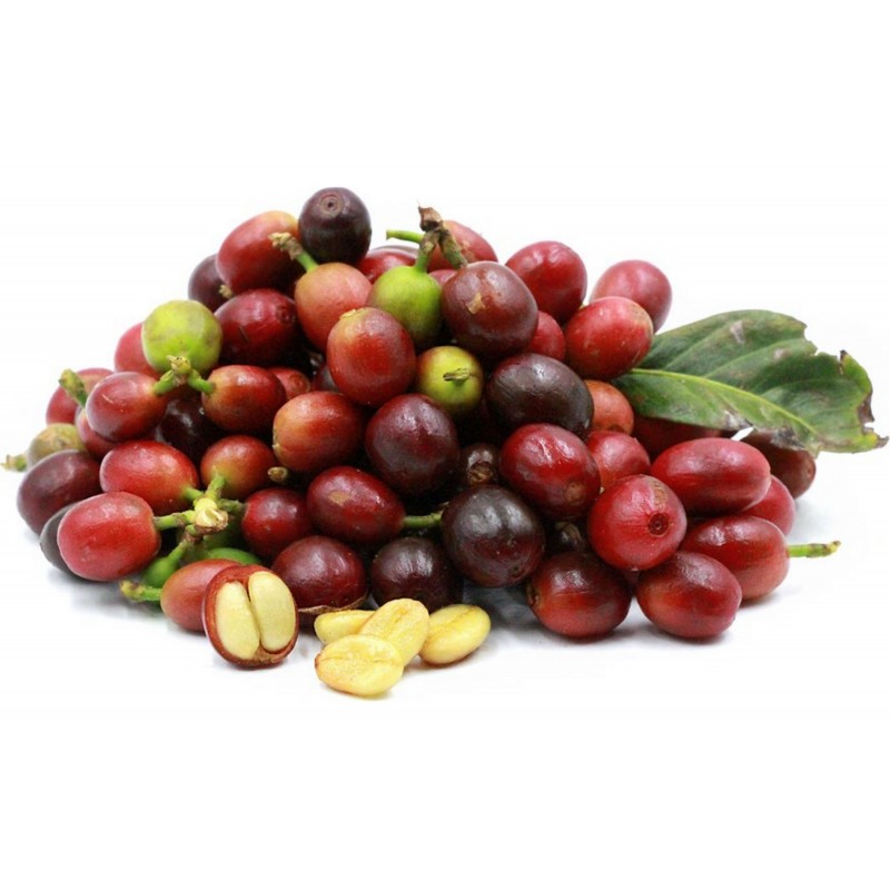 Arabica Coffee Plant Seeds (Coffea Catura Arabica)