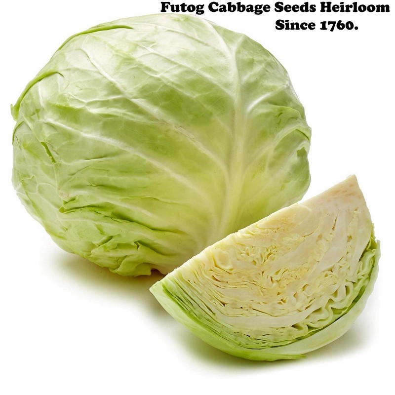 Futog Cabbage Seeds Heirloom