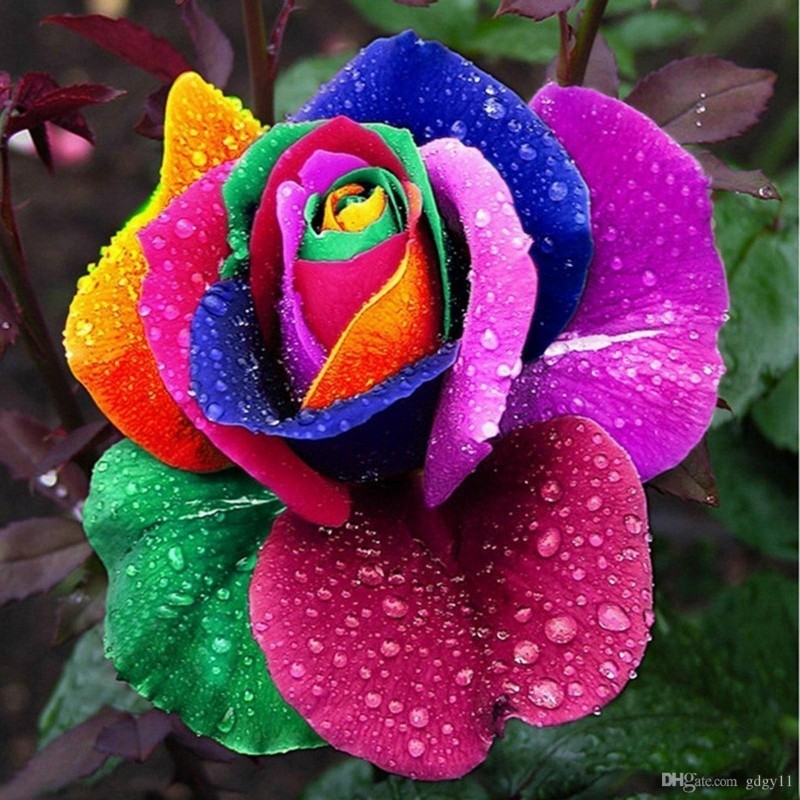 Rainbow Rose Seeds