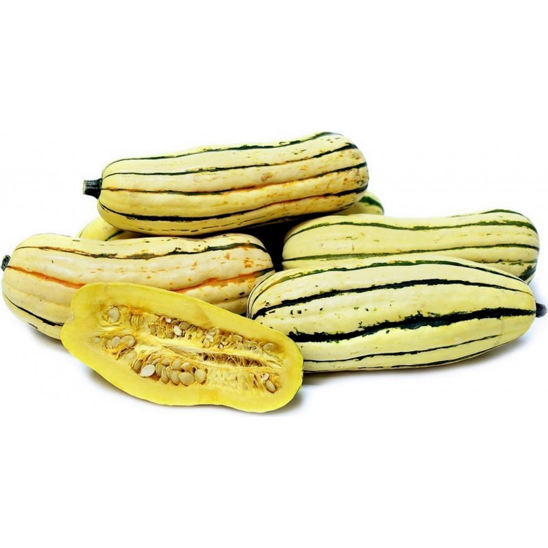 Delicata squash Seeds