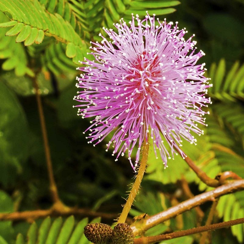 Sensitive Plant Seeds (touch-me-not)