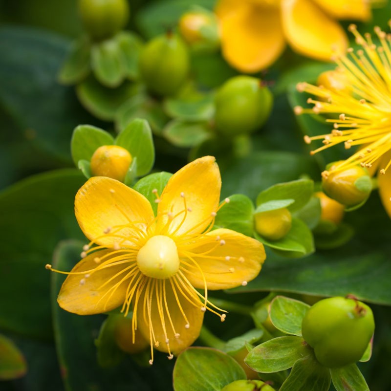 St John's wort Seeds (Hypericum perforatum)