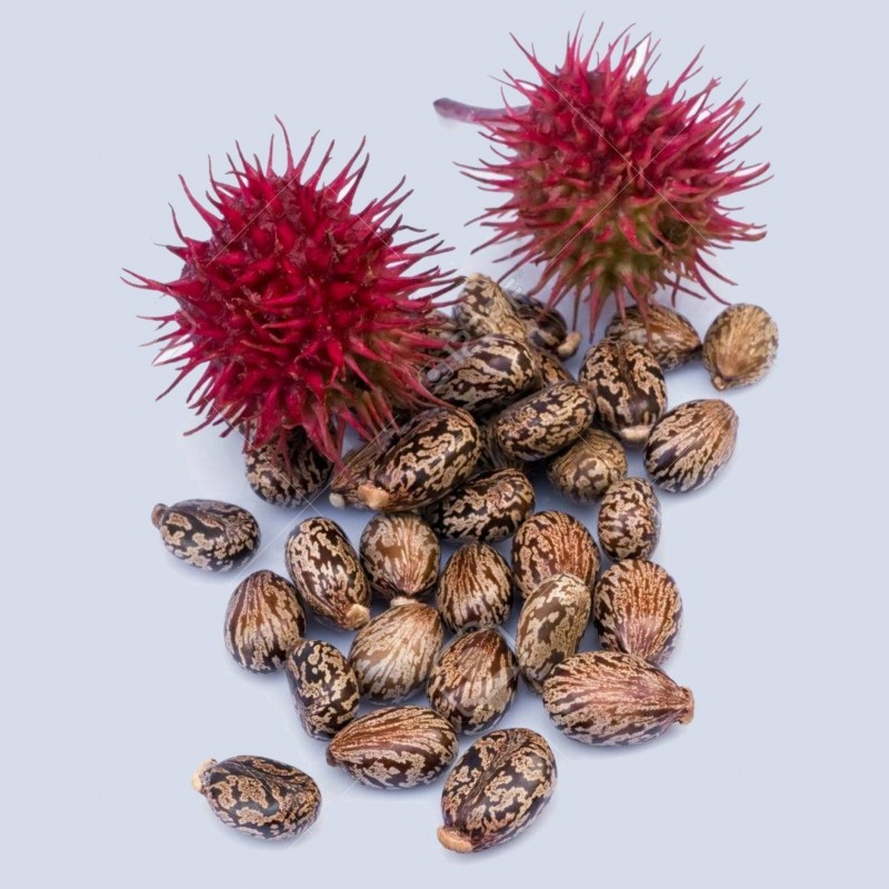 Castor Bean Seeds (Ricinus Communis)