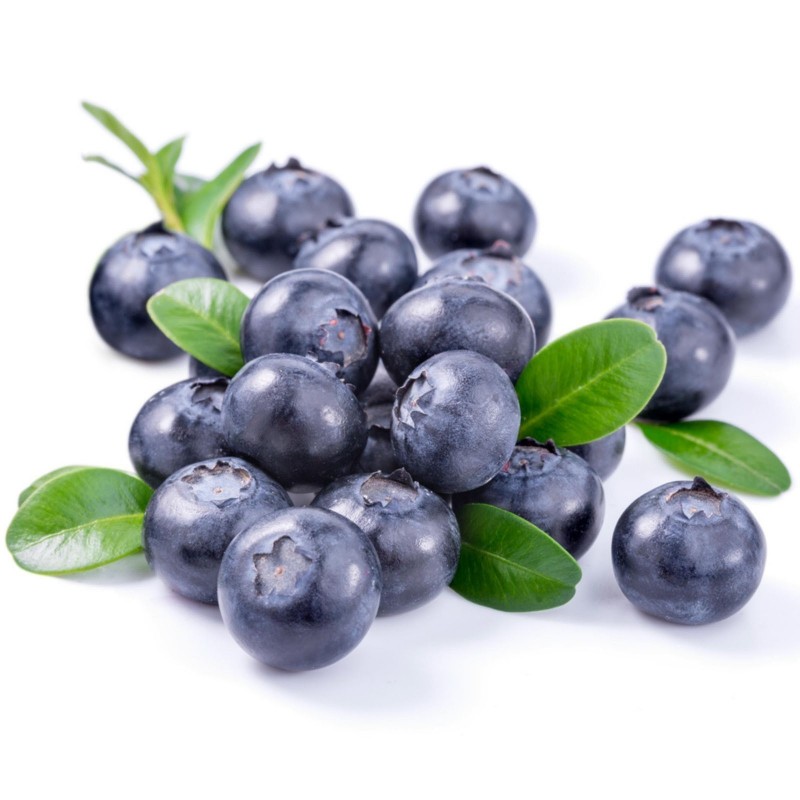 Lowbush Blueberry Seeds (Vaccinium angustifolium)