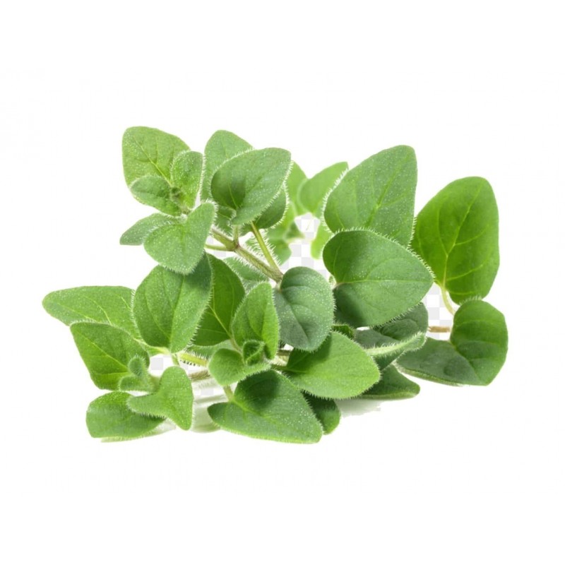 Herb Seeds Marjoram Sweet (Origanum Majorana)