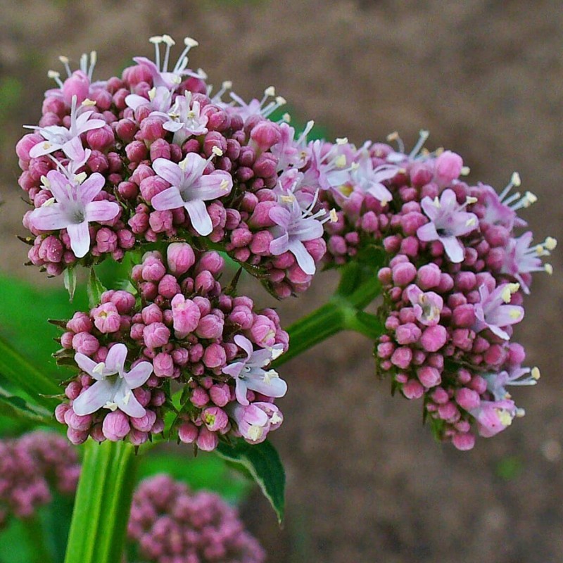 Valerian Seeds - medicinal plant (Valeriana officinalis)