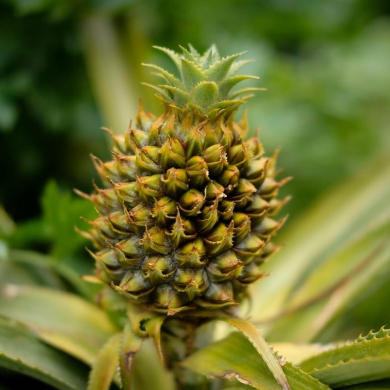 Ananas Seeds pineapple