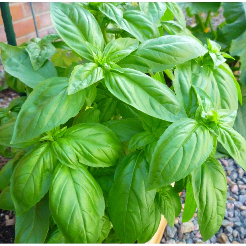 Basil Seeds - Sweet Basil (Ocimum Basilicum)