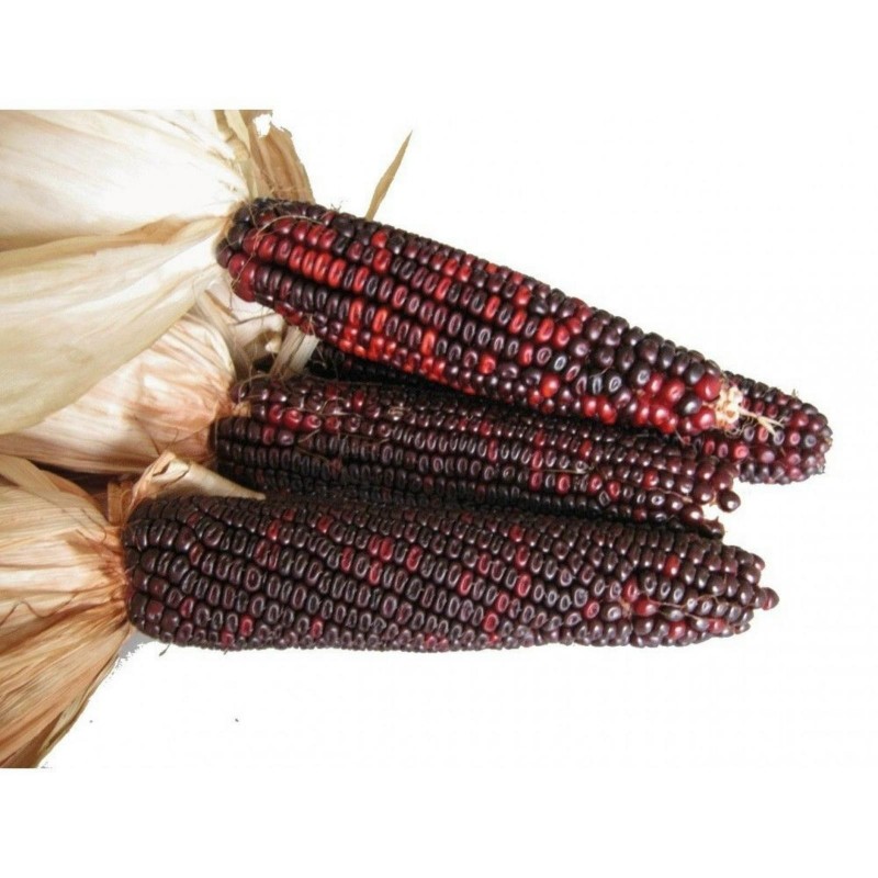 Bloody Butcher Sweetcorn Seeds