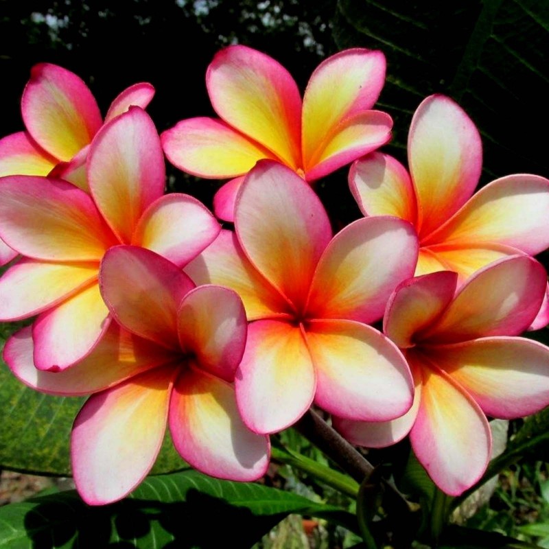 Plumeria Seeds ORANGE KARASIN