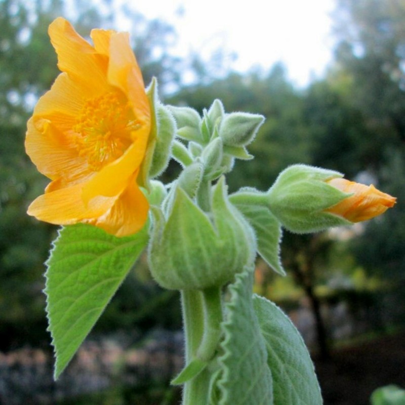 Bala, Country Mallow Seeds (Sida cordifolia)