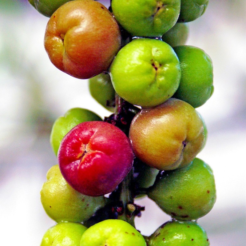 Seagrape Baygrape Seeds (Coccoloba uvifera)