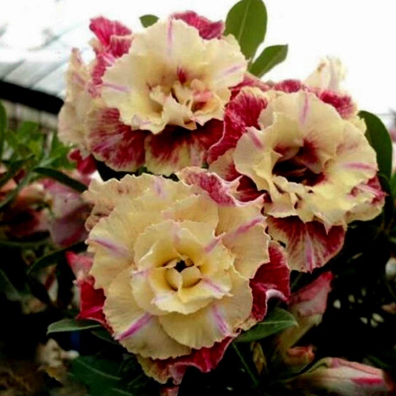 Adenium Obesum Seeds Lemon pink