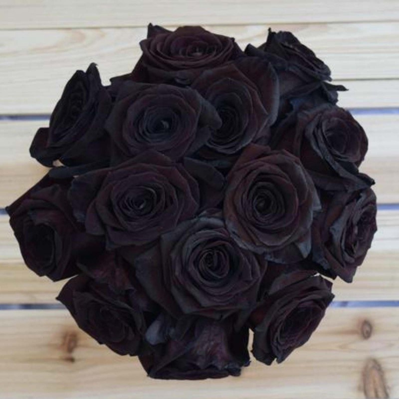 Black Rose Seeds Rare