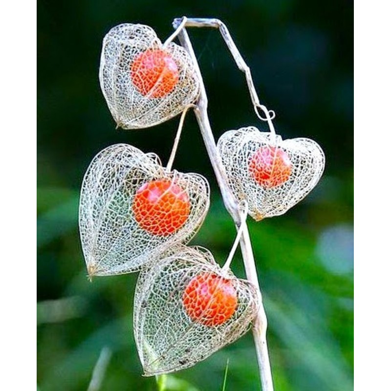 Bladder cherry Seeds, Chinese lantern