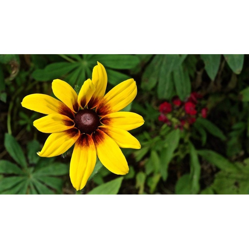 Brown-eyed Susan Seeds medicinal herb