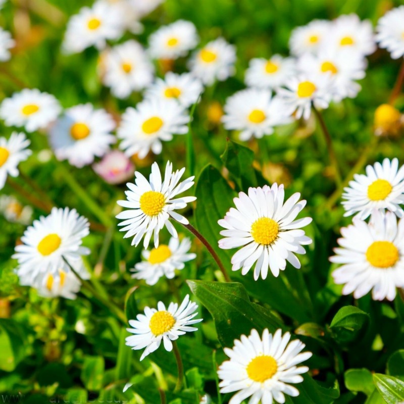 Common Daisy, Lawn Daisy or English Daisy Seeds