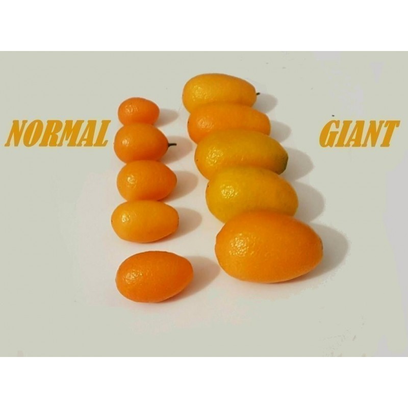 Giant Kumquats or cumquats Seeds (Fortunella margarita)