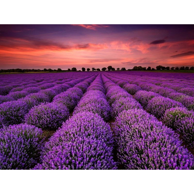 True Lavender Seeds (Lavandula Angustifolia Mill)