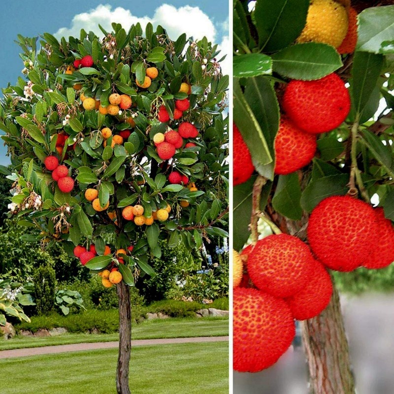 Strawberry Tree Seeds (Arbutus Unedo)