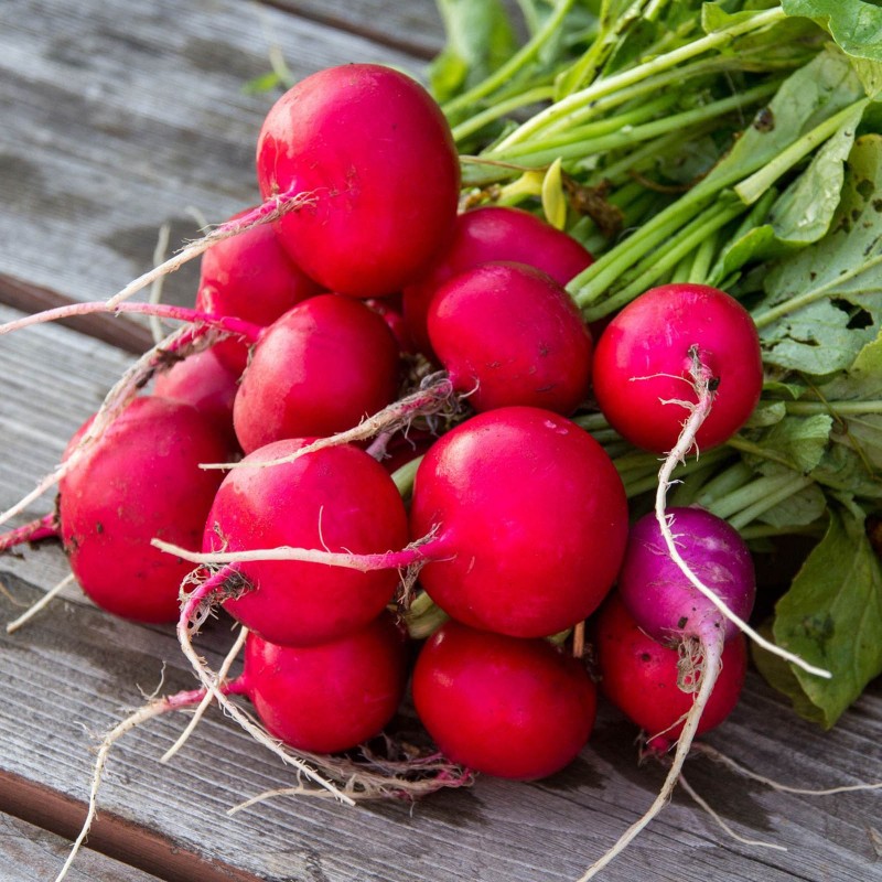 Radish Saxa Treib Seeds