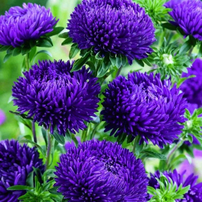 Chinese Aster Blue