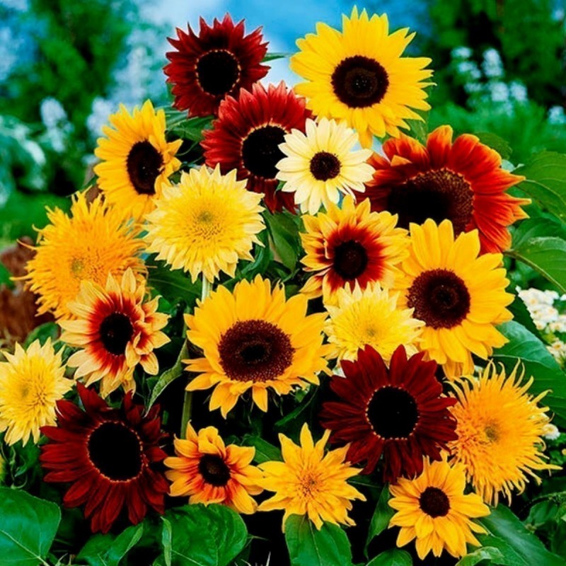 Garden Sunflower Seeds Multi-Color