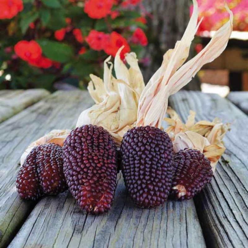 RED STRAWBERRY CORN - popcorn seeds